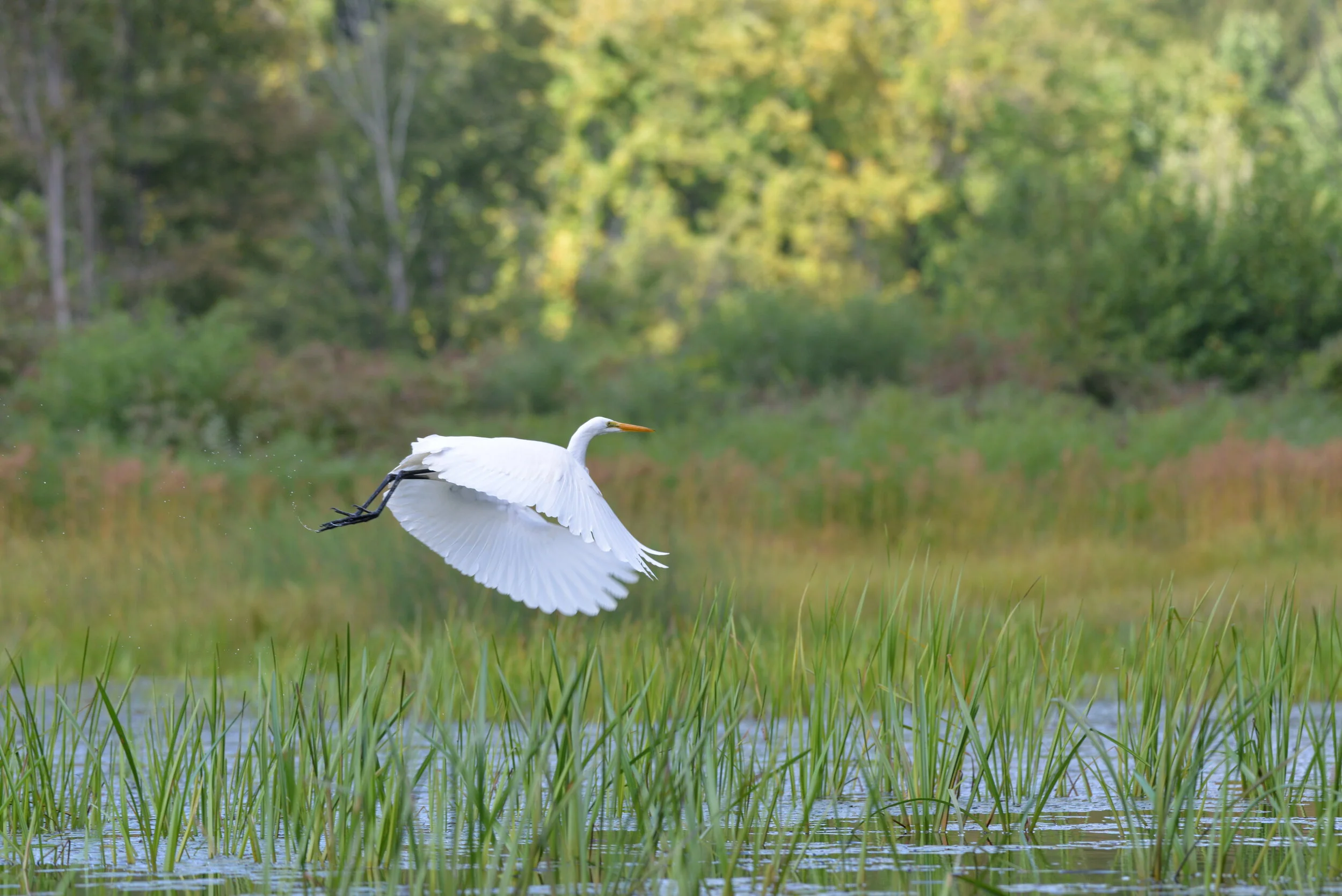 R. Watroba - White Crane 3.JPG