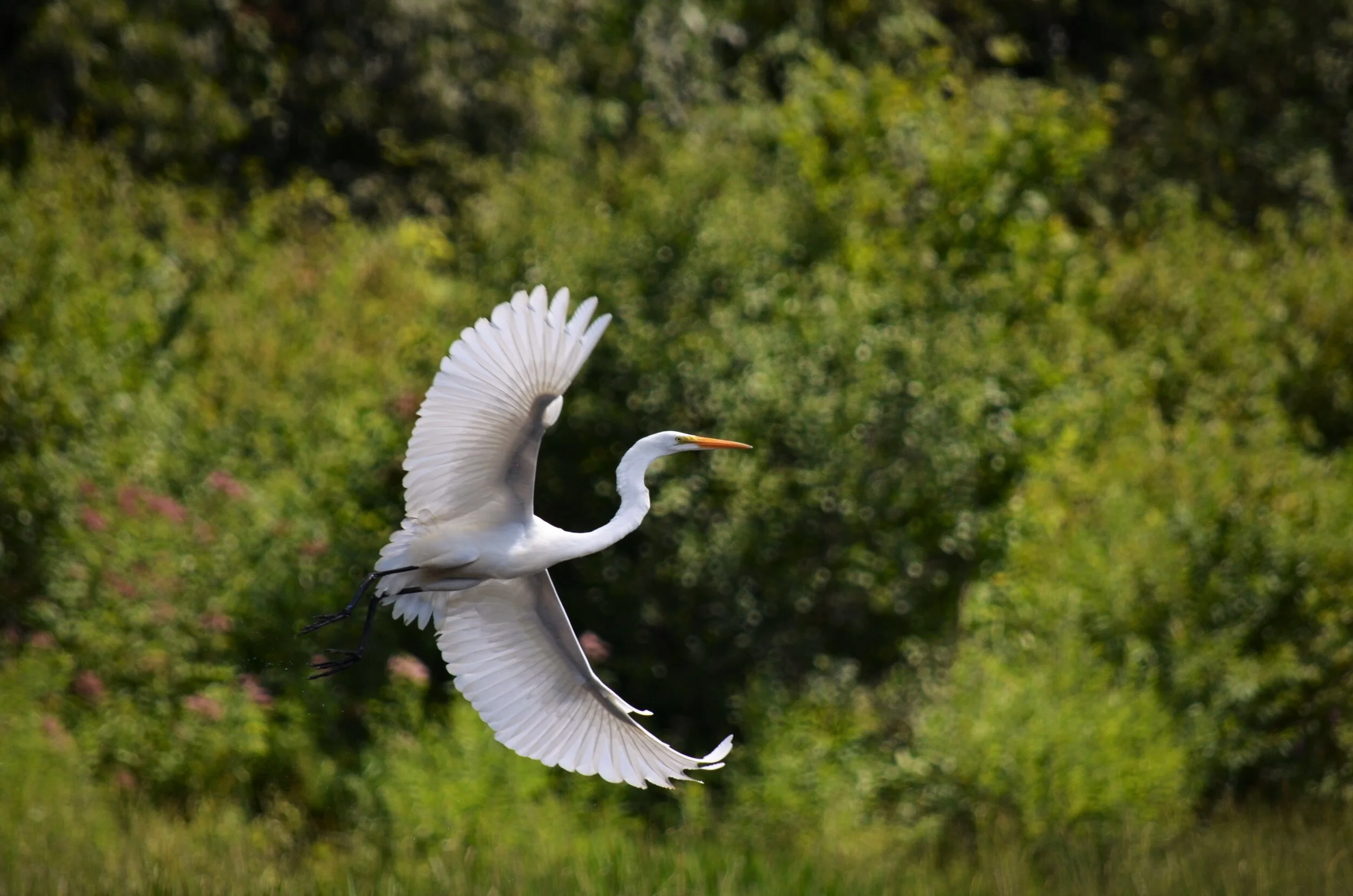 R.Watroba  -  White Crane 1 in flight.JPG