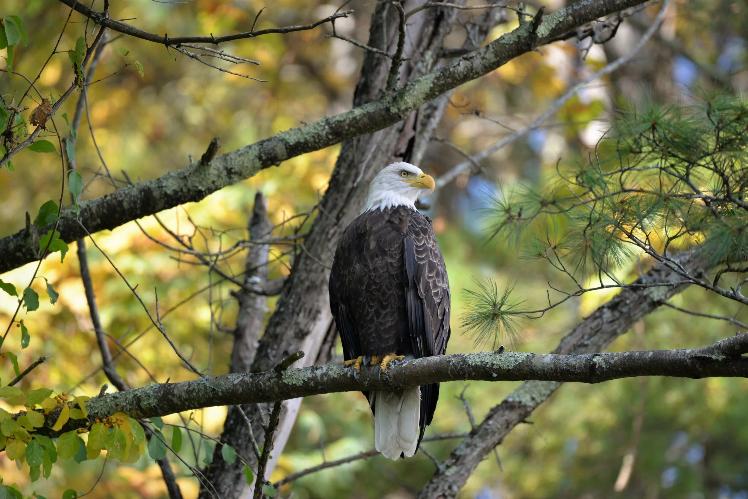 R. Watroba - Bald Eagle.JPG