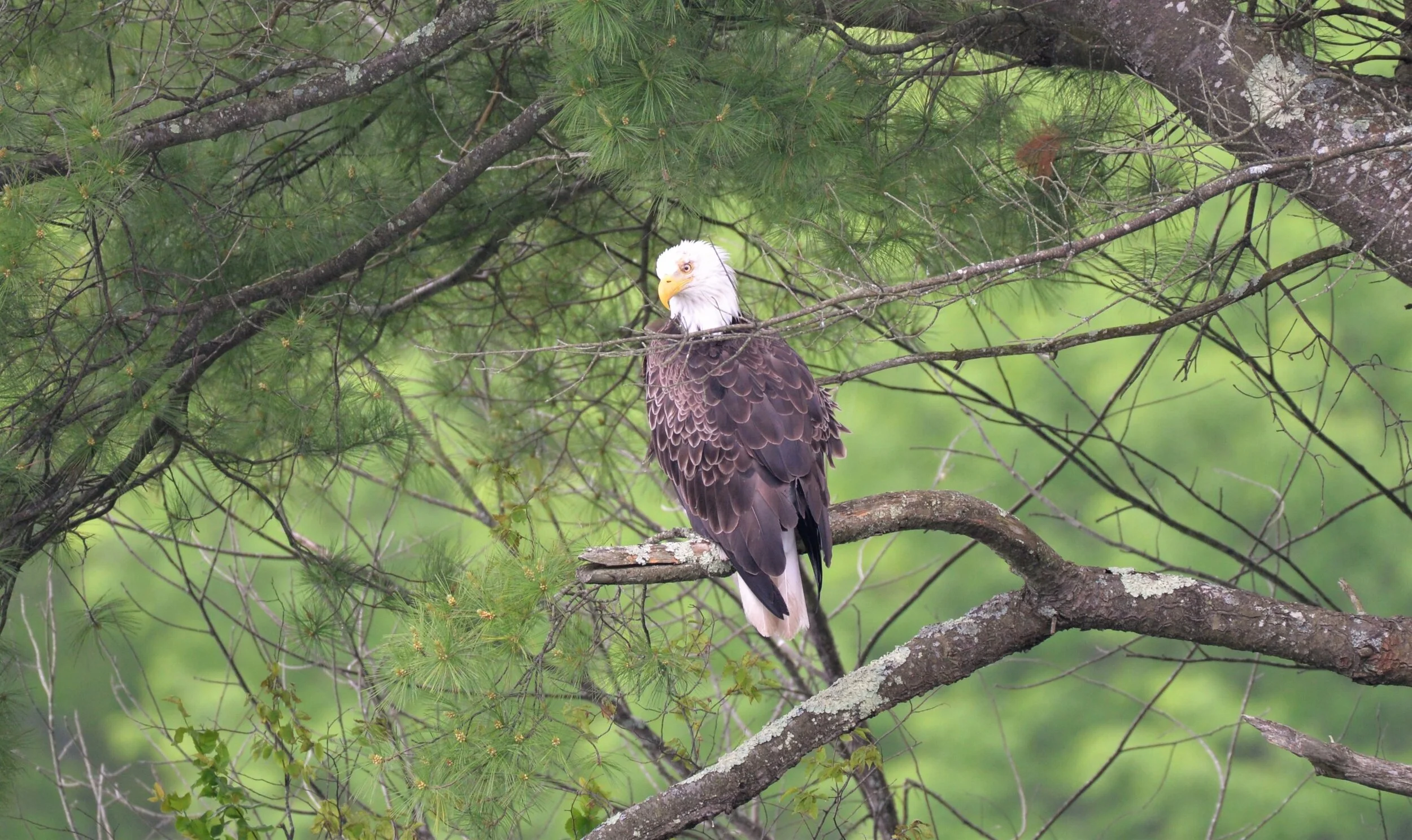R.Watroba - Bald Eagle -2.JPG