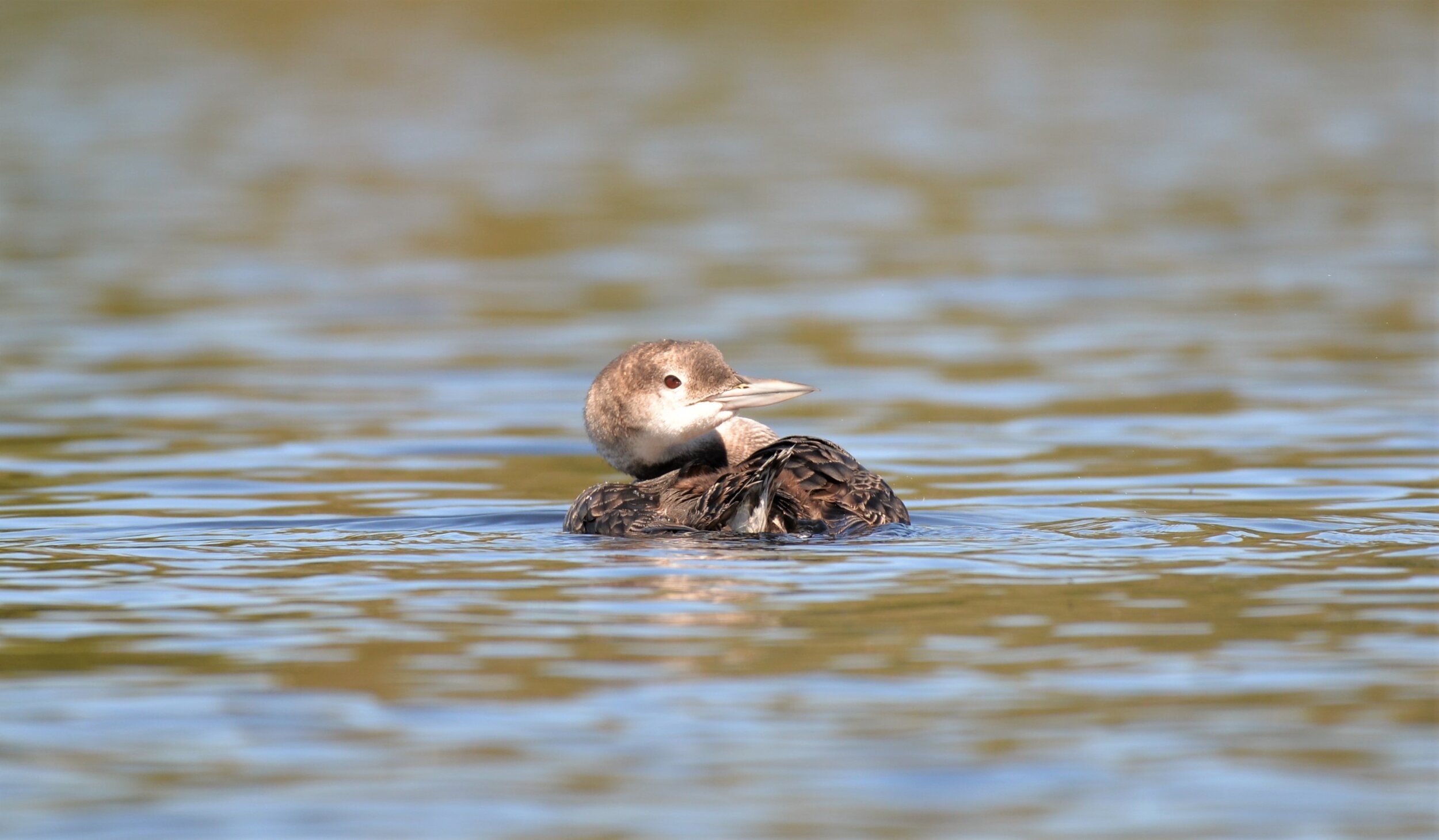 R. Watroba - Loon immature 3.JPG