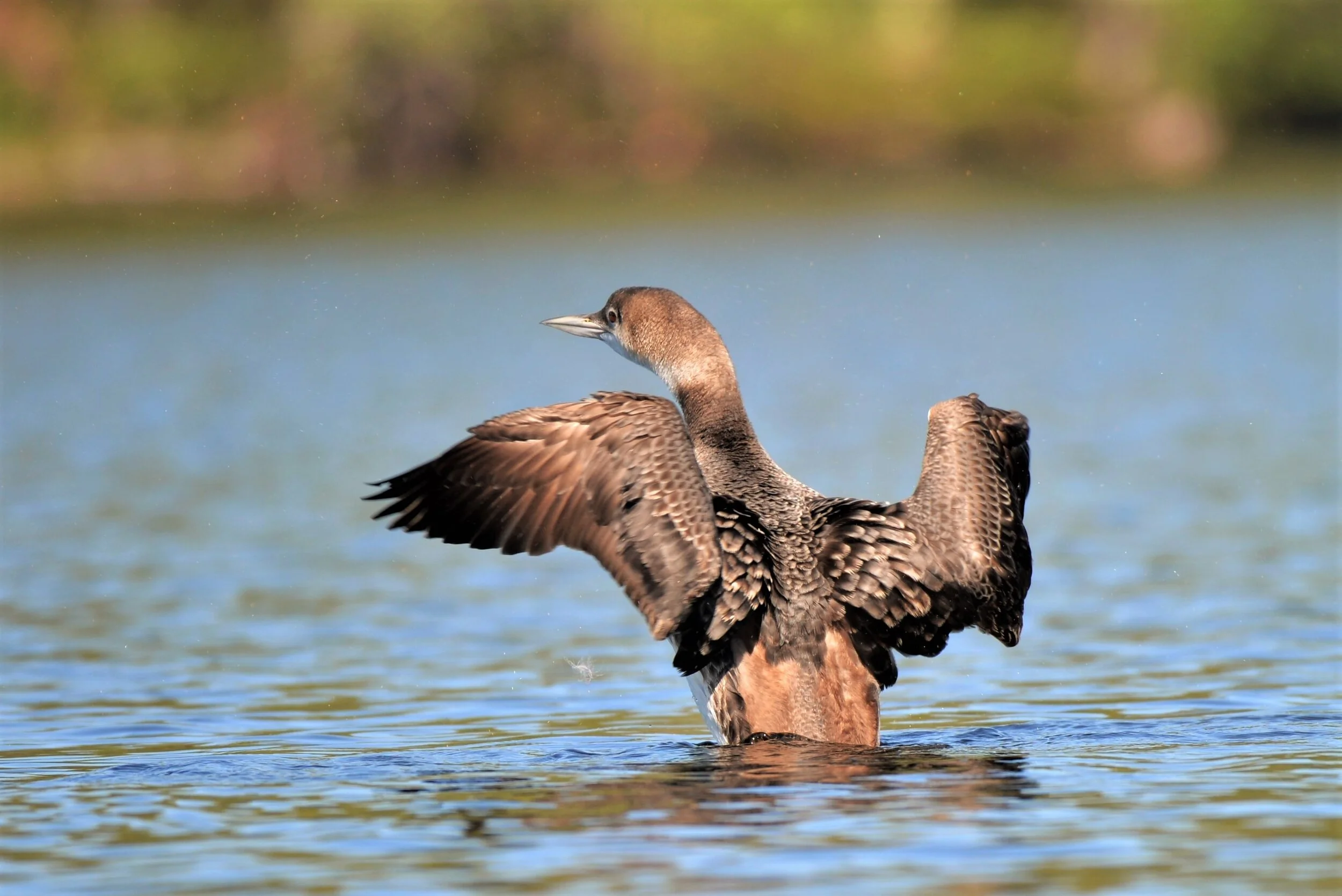 R. Watroba - Loon immature 2.JPG