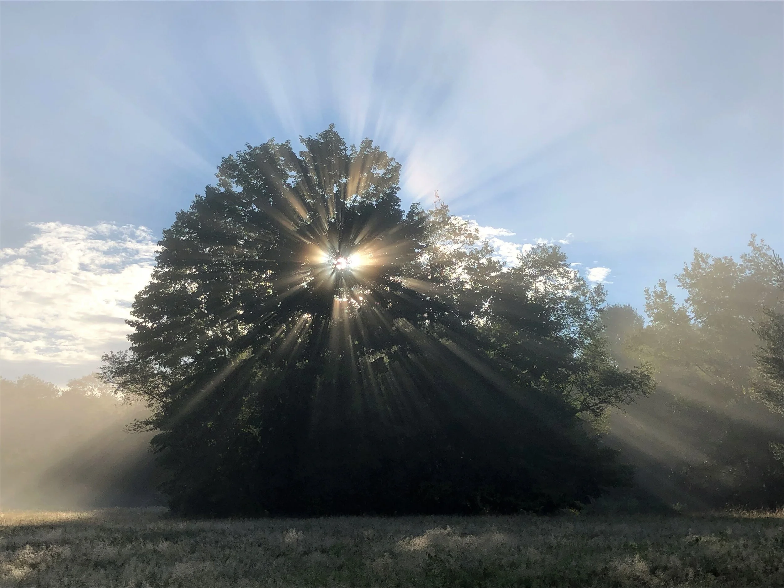 R. Watroba - Morning light -2.JPG