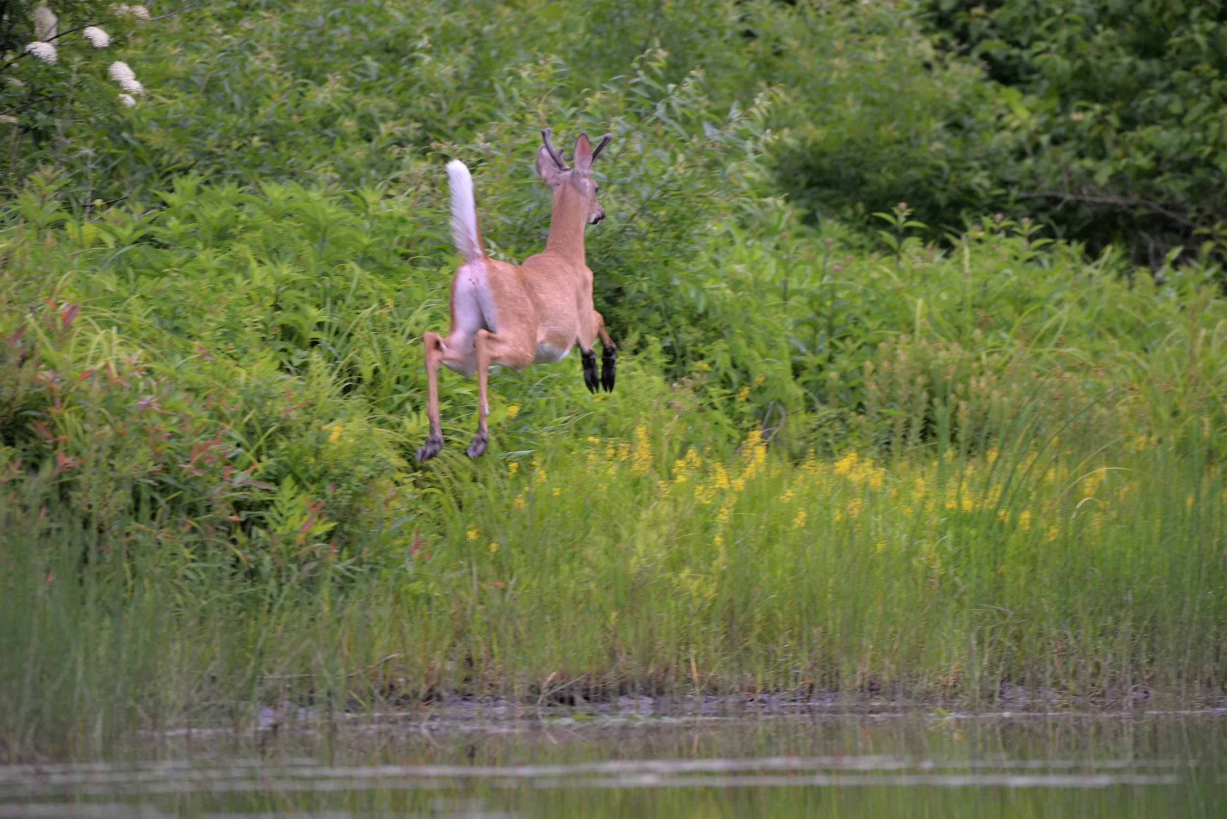 R. Watroba - High Flying Buck.JPG
