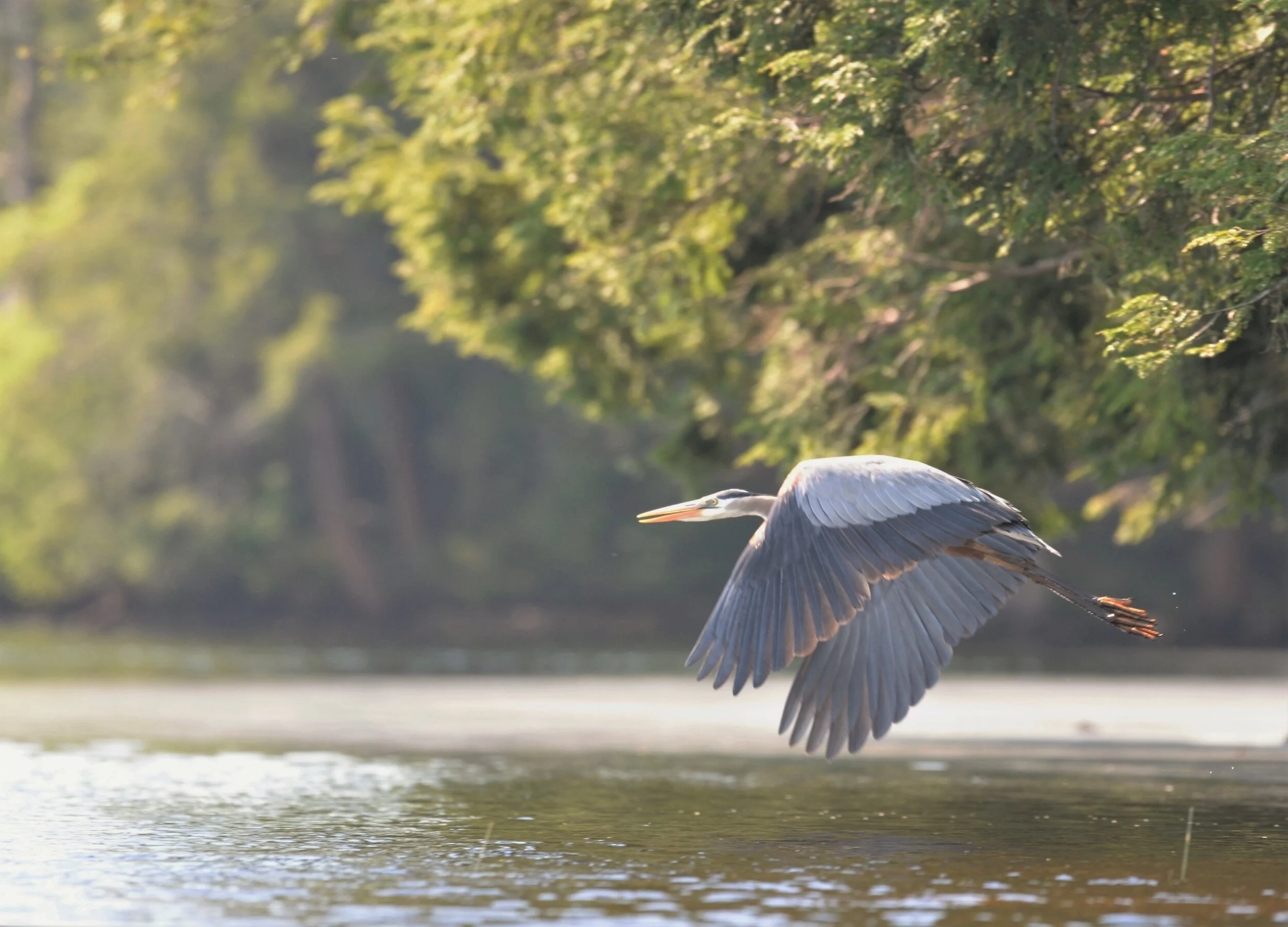 R. Watroba - Great Blue Heron -1.JPG