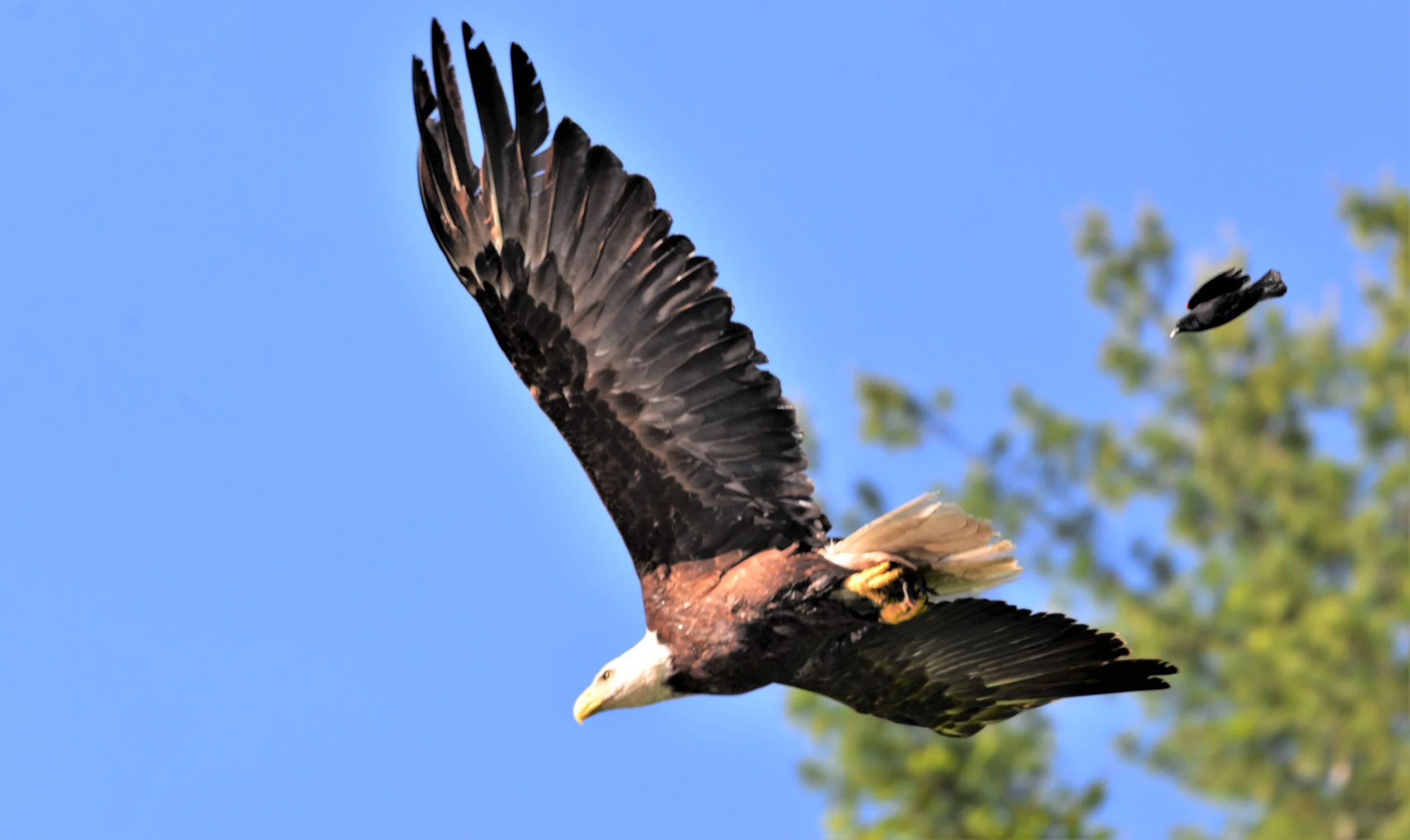 R. Watroba DSC_5270 (3).JPG