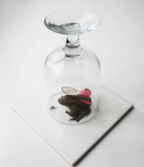 janecvanveen-insectoad-bufo-merolina-130416-500x629.jpg