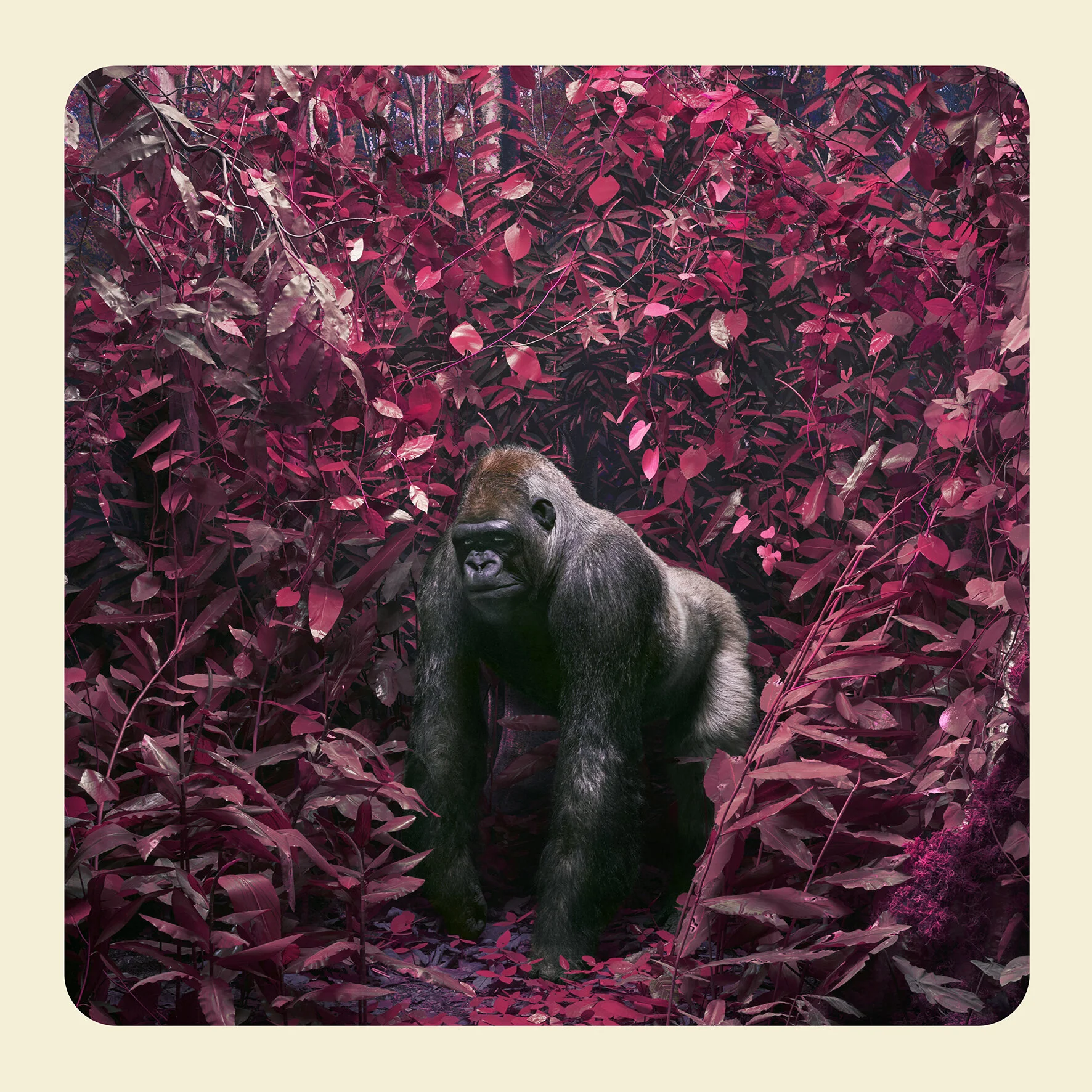 Jungle Gorilla copy.jpg