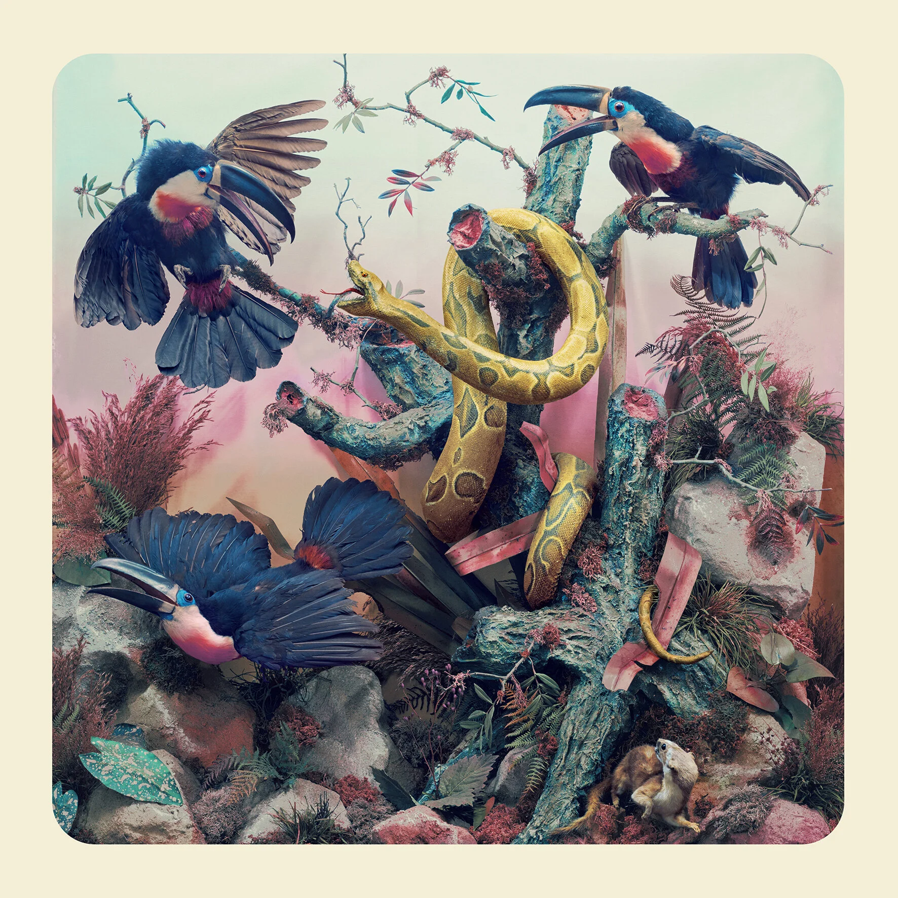 Toucans copy.jpg