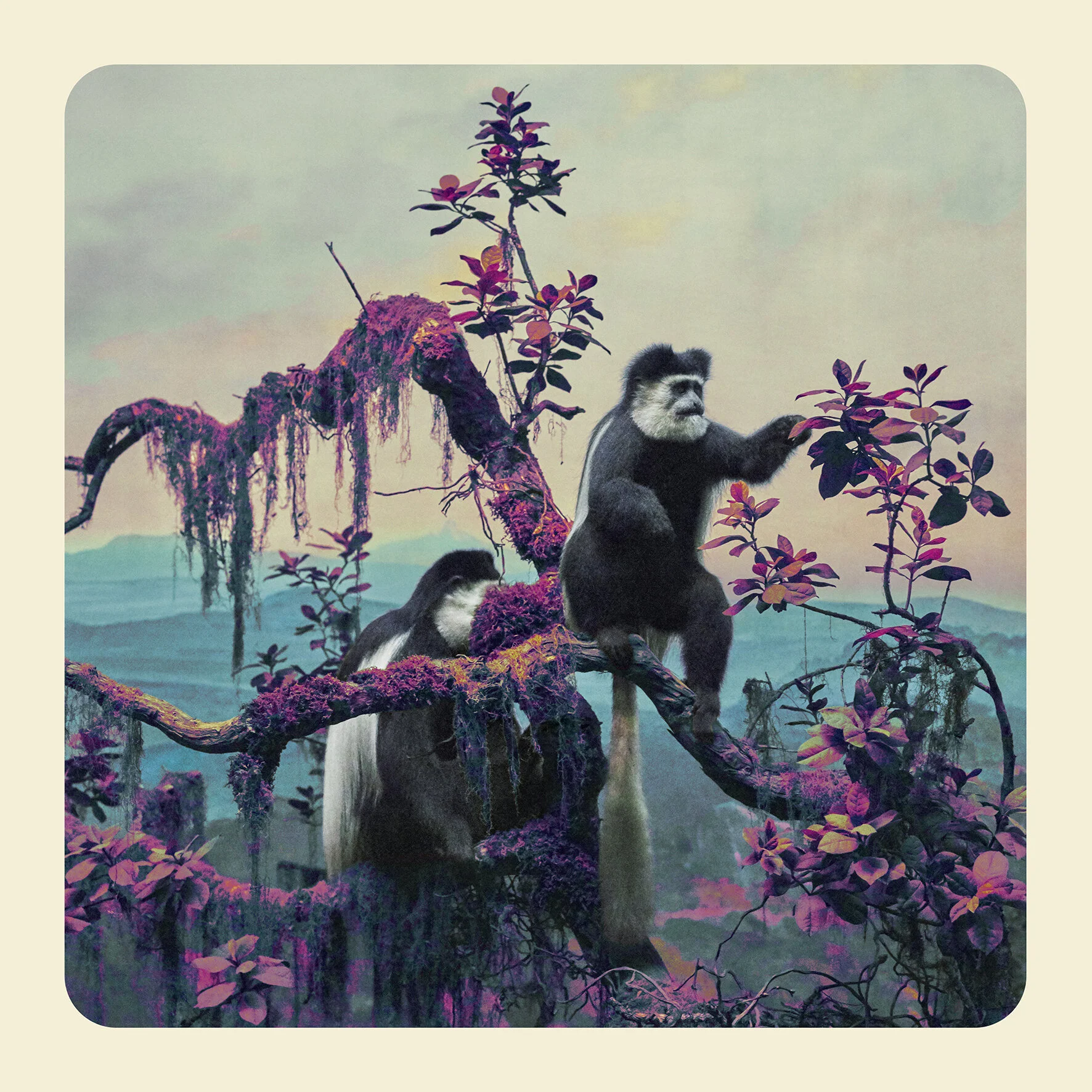 Colobus copy.jpg