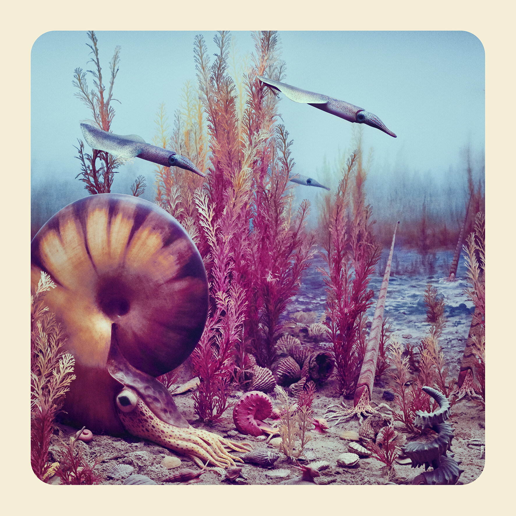 Ammonite copy.jpg