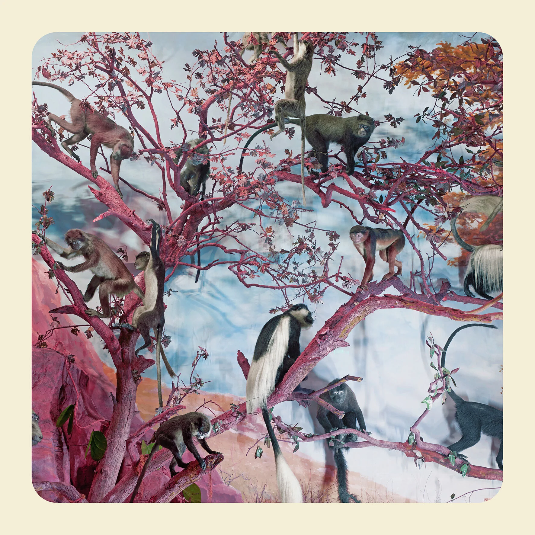 Monkey Tree copy.jpg