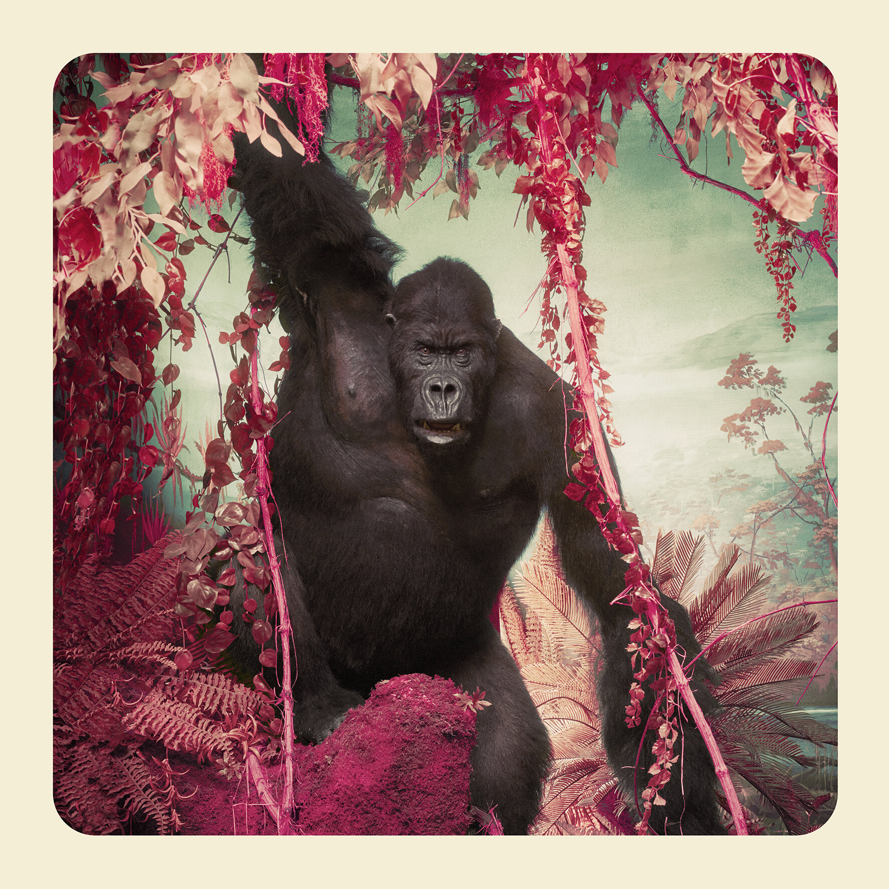 GORILLA