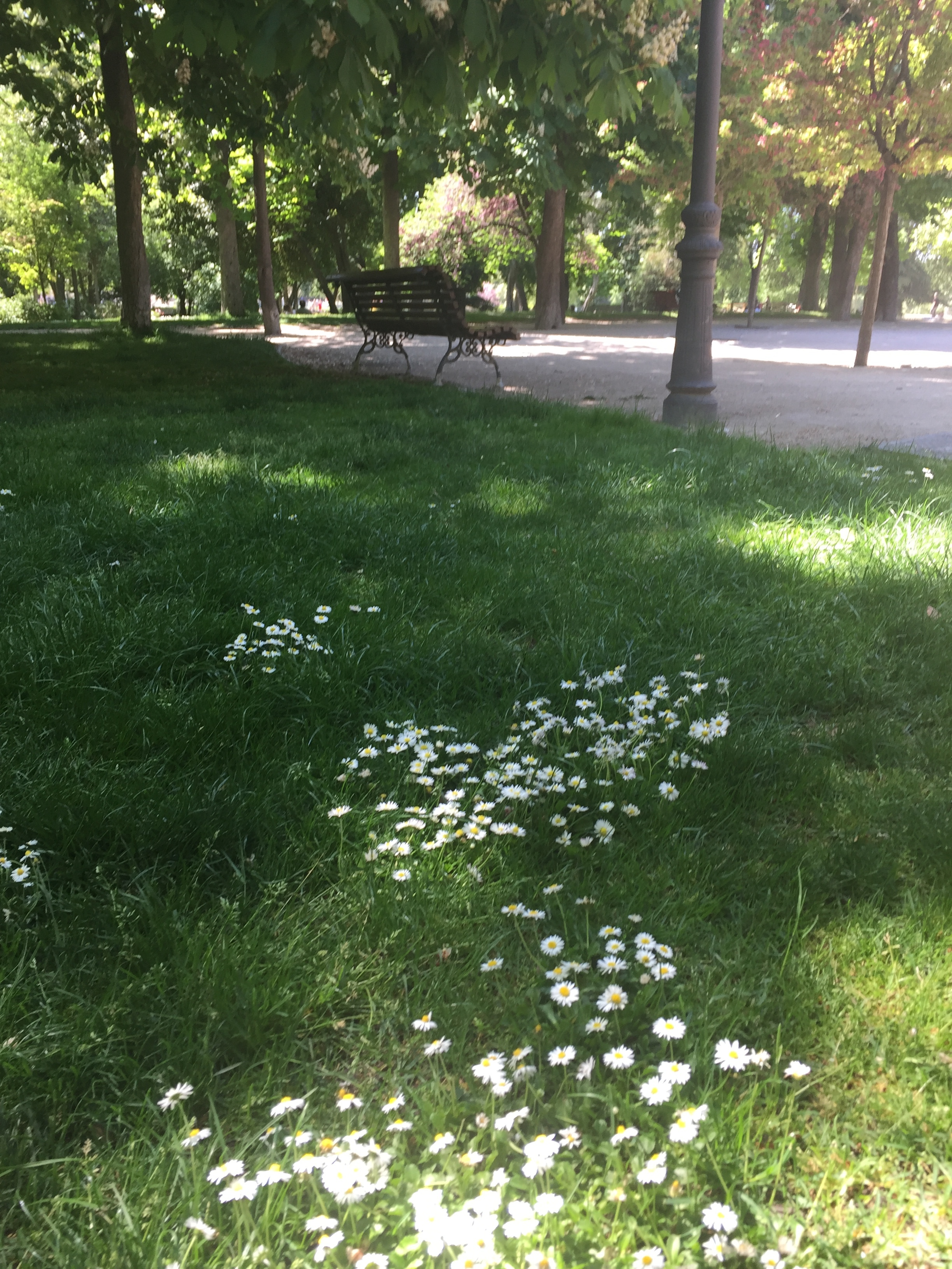 Sitting in the grass of Madrid's Parque del Buen Retiro , enjoying some shade on a hot day. This park is HUGE, and has oodles of quiet space to escape the heat and the crowded touristy spots.