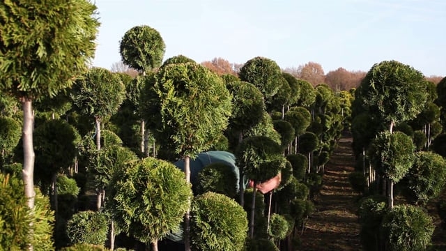'Creations' is een constante zoektocht naar de frictie tussen de liefde van de mens voor creëren en de liefde voor het natuurlijke. Wat is er mis met de dingen die er van nature zijn, dat wij ze steeds willen veranderen? Ik ga op pad aan de hand van