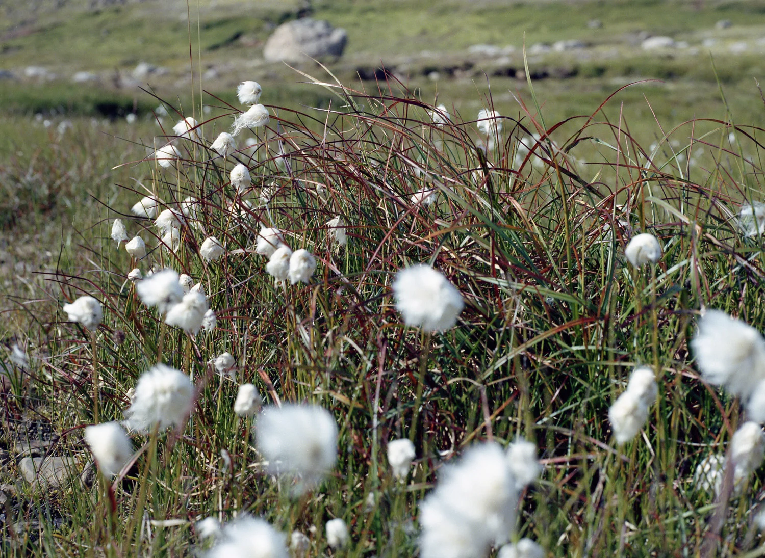 Dagmar-Haggenburg-IJsland01.jpg