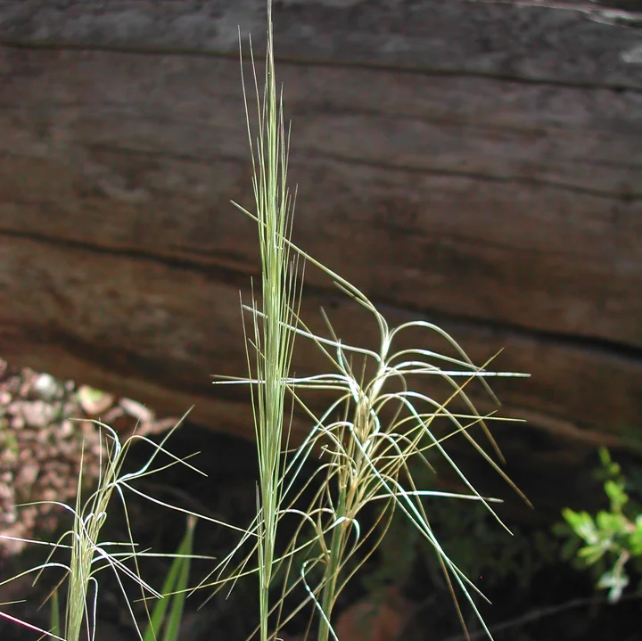 Bottlebrush squirreltail grass — Northern Arizona Invasive Plants
