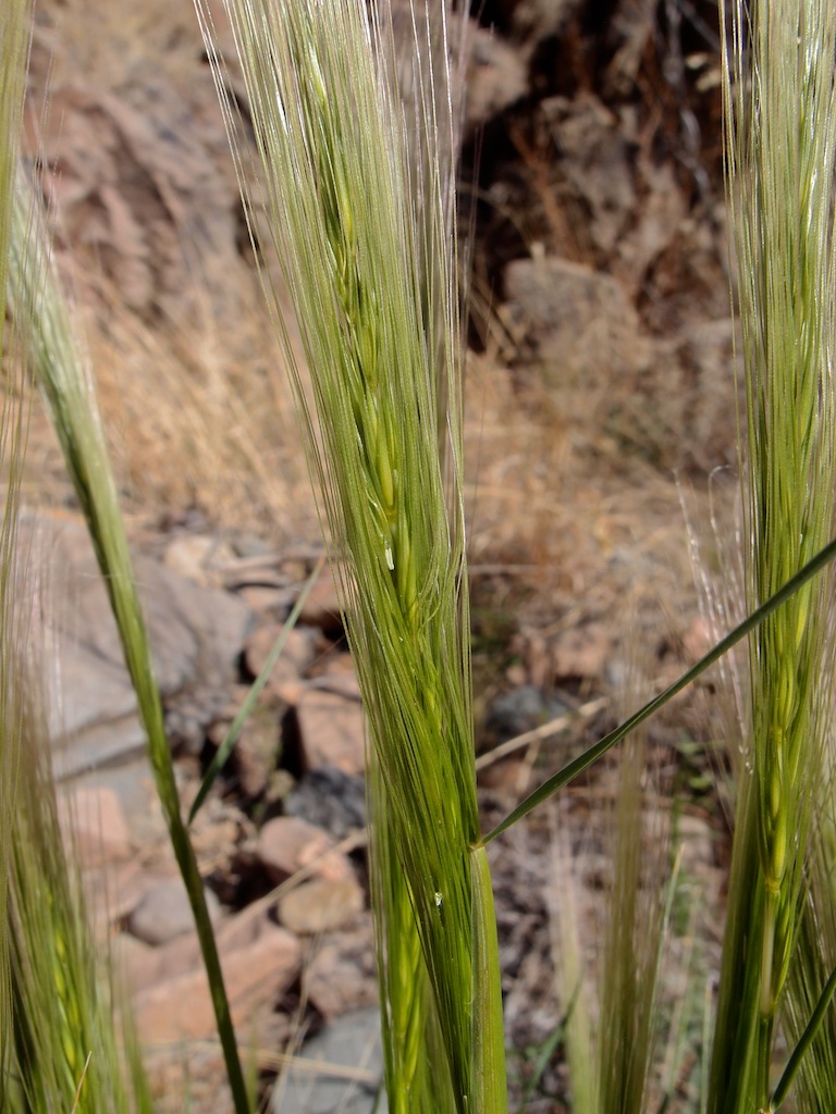 Bottlebrush squirreltail grass — Northern Arizona Invasive Plants