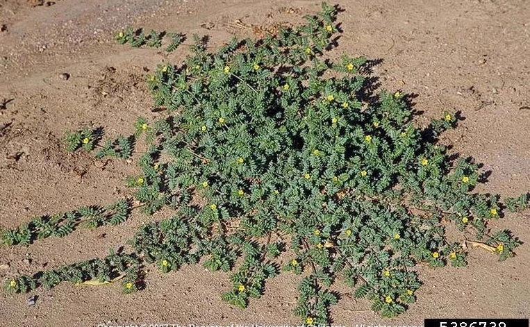 Goat Head Thorn
