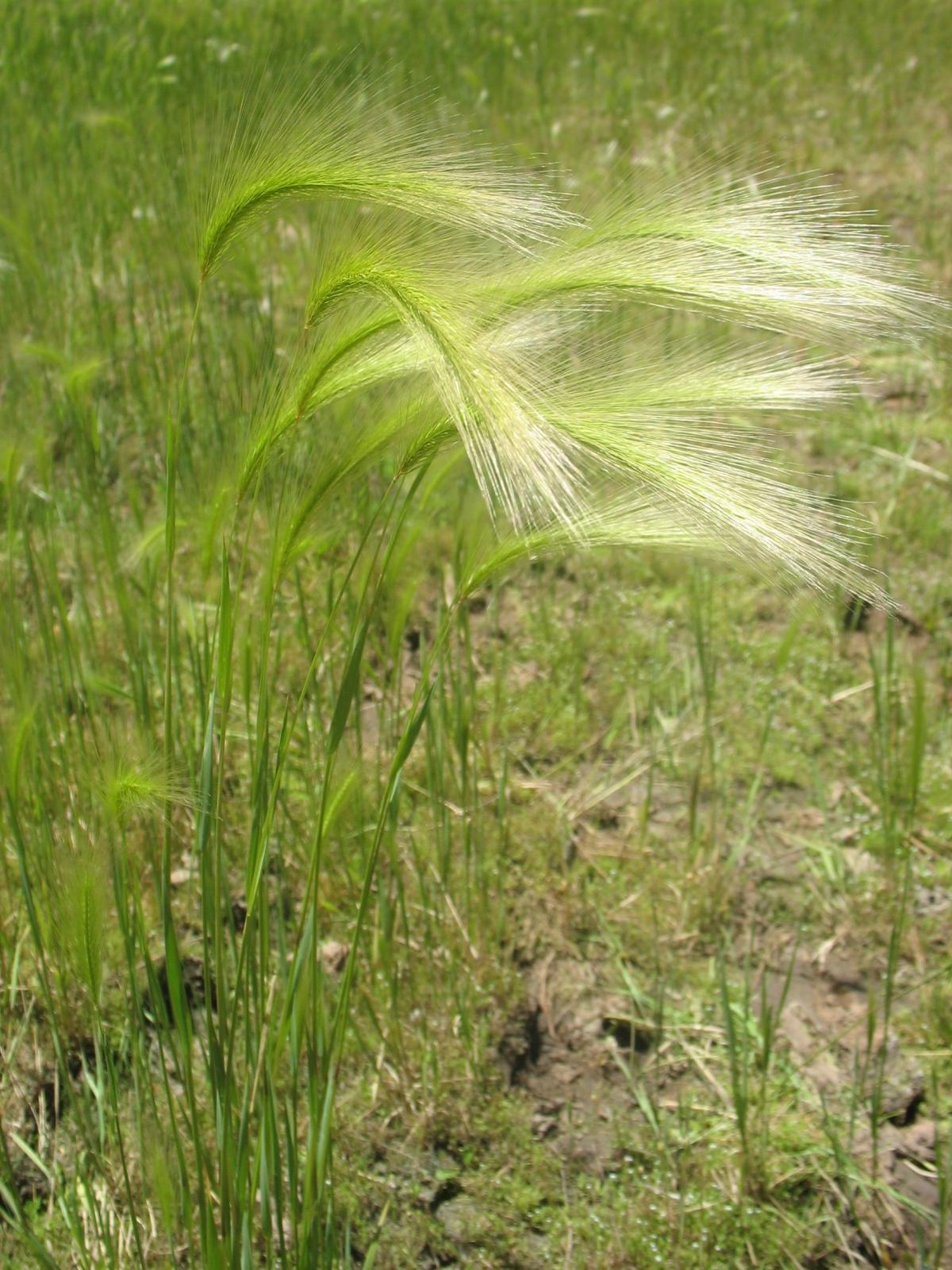 Foxtail Barley Grass Northern Arizona Invasive Plants Foxtail Barley Grass Northern Arizona Invasive Plants