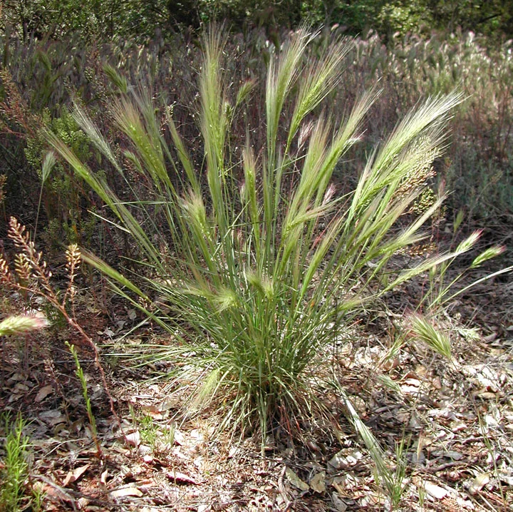 Bottlebrush squirreltail grass — Northern Arizona Invasive Plants