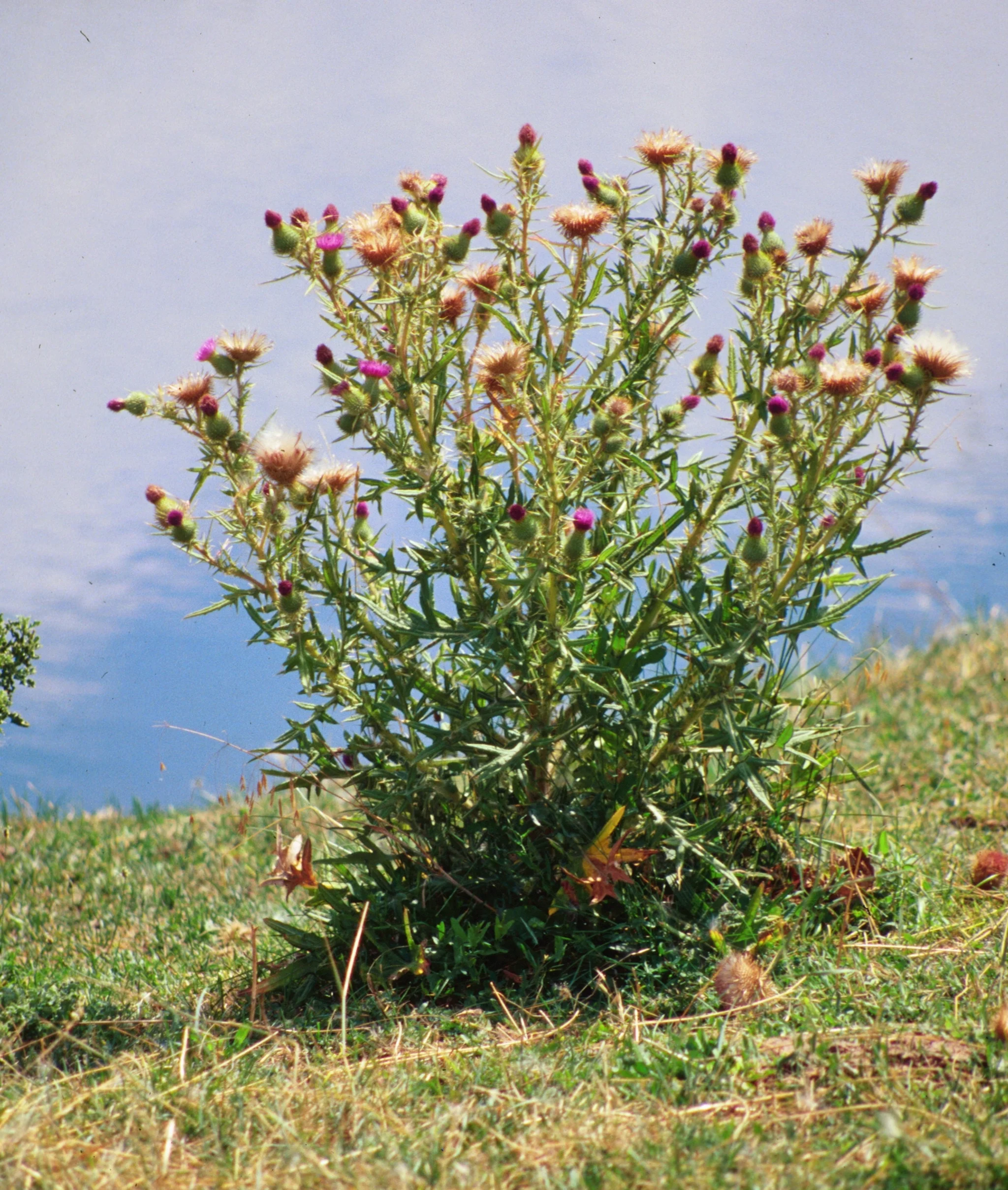 Image of Full-size bull thistle plant