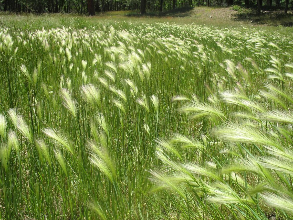 Foxtail Barley Grass Northern Arizona Invasive Plants Foxtail Barley Grass Northern Arizona Invasive Plants