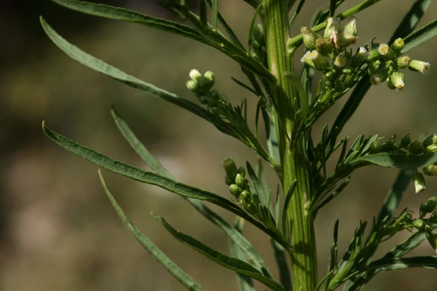 Horseweed — Northern Arizona Invasive Plants