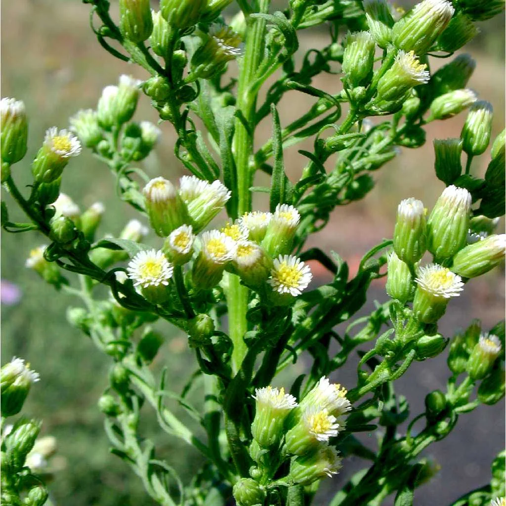 Horseweed — Northern Arizona Invasive Plants