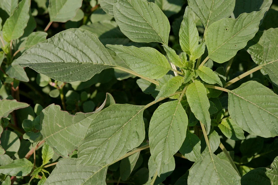Palmer amaranth — Northern Arizona Invasive Plants