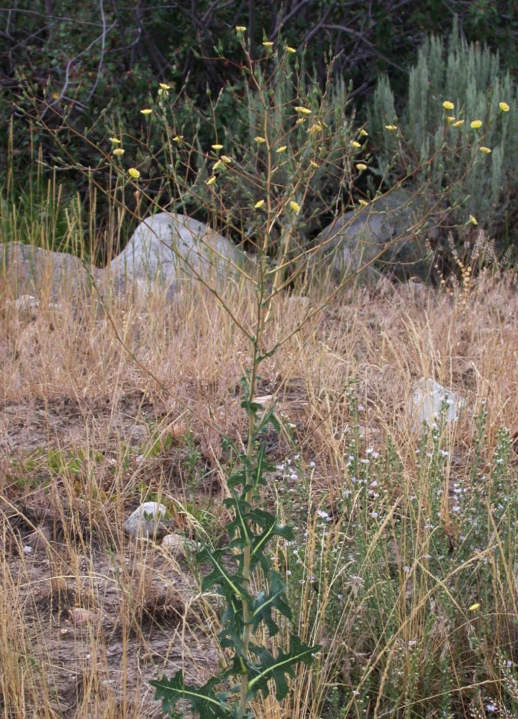 Prickly lettuce — Northern Arizona Invasive Plants