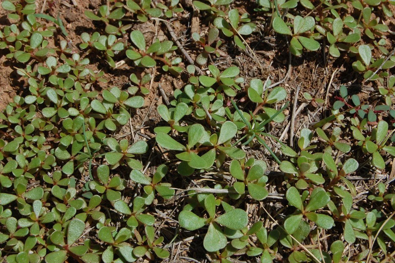 Purslane — Northern Arizona Invasive Plants