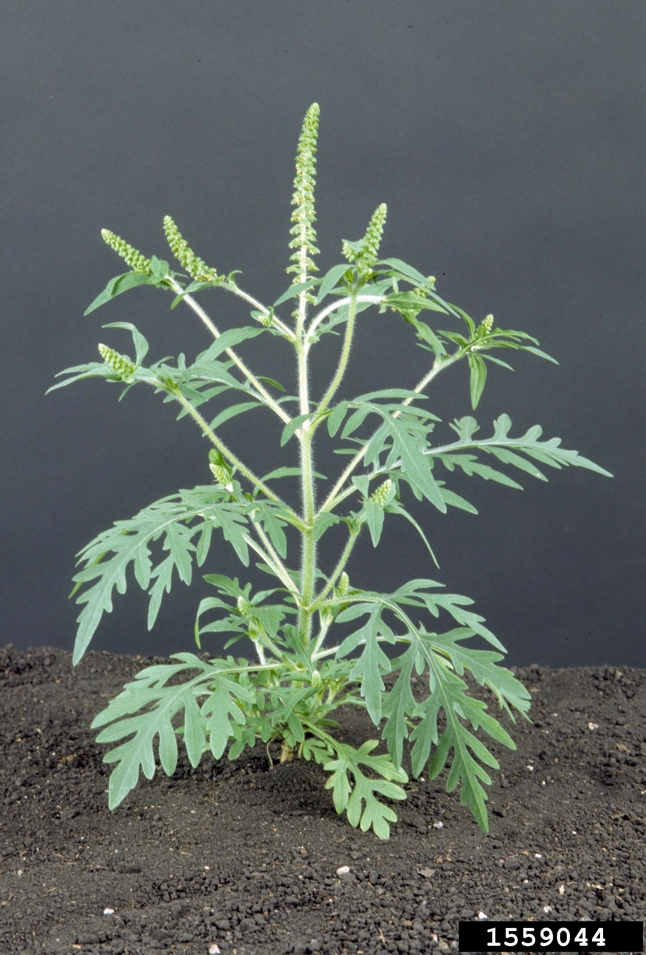 Image of Common ragweed invasive weed