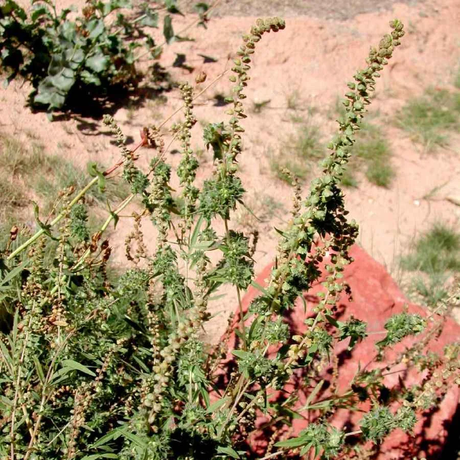 Ragweed — Northern Arizona Invasive Plants
