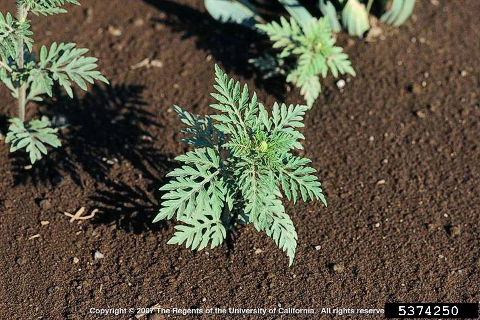 Ragweed — Northern Arizona Invasive Plants