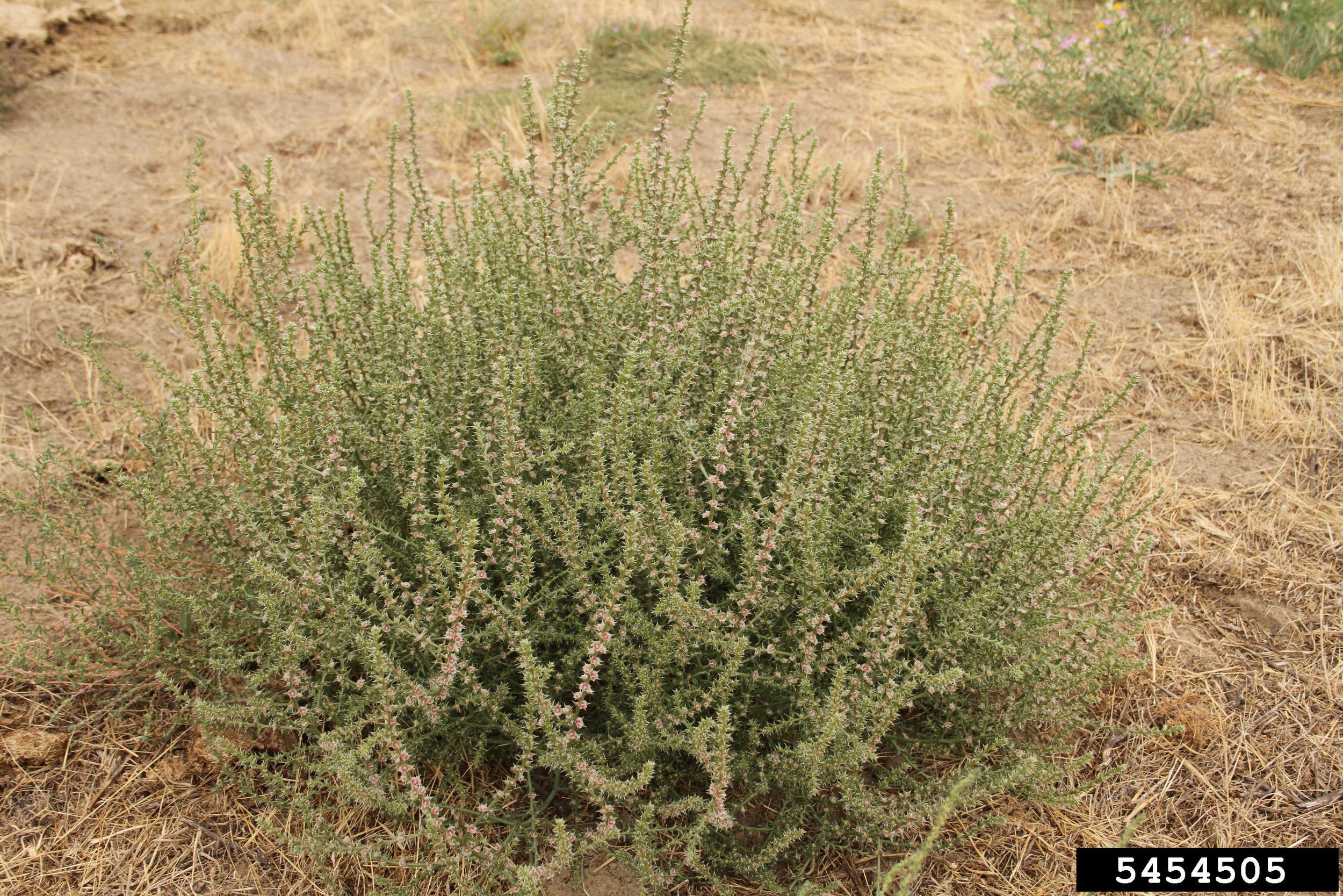 Image of Russian thistle plant in desert