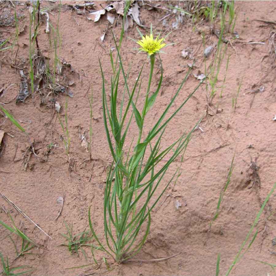 tyveri Erobrer Formindske Salsify — Northern Arizona Invasive Plants