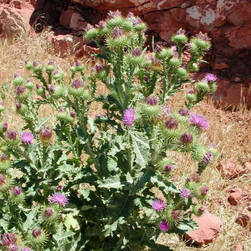 Scotch thistle — Northern Arizona Invasive Plants