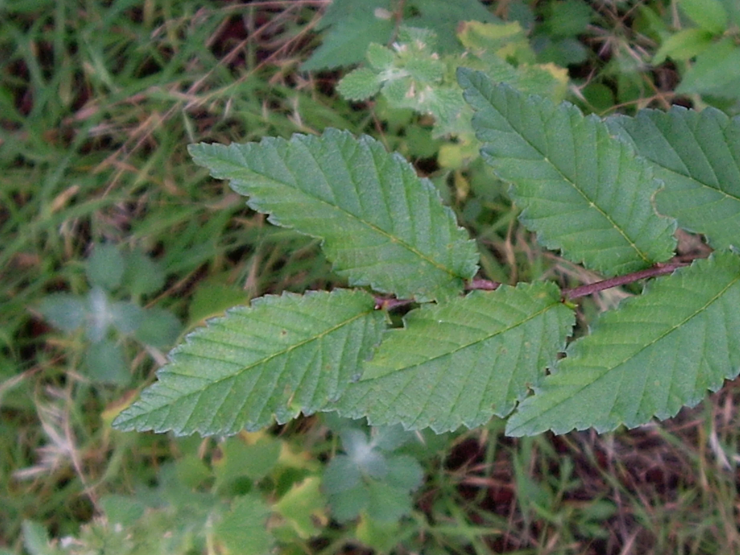 Siberian elm — Northern Arizona Invasive Plants