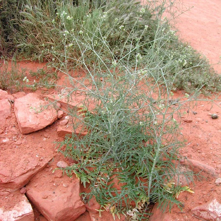 Tumble mustard — Northern Arizona Invasive Plants