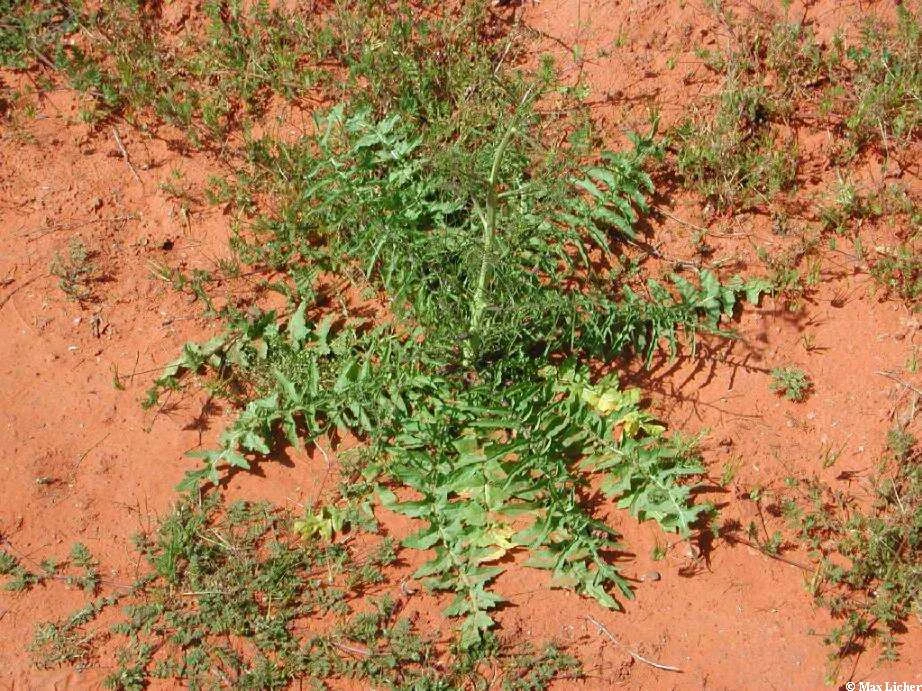 Tumble mustard — Northern Arizona Invasive Plants