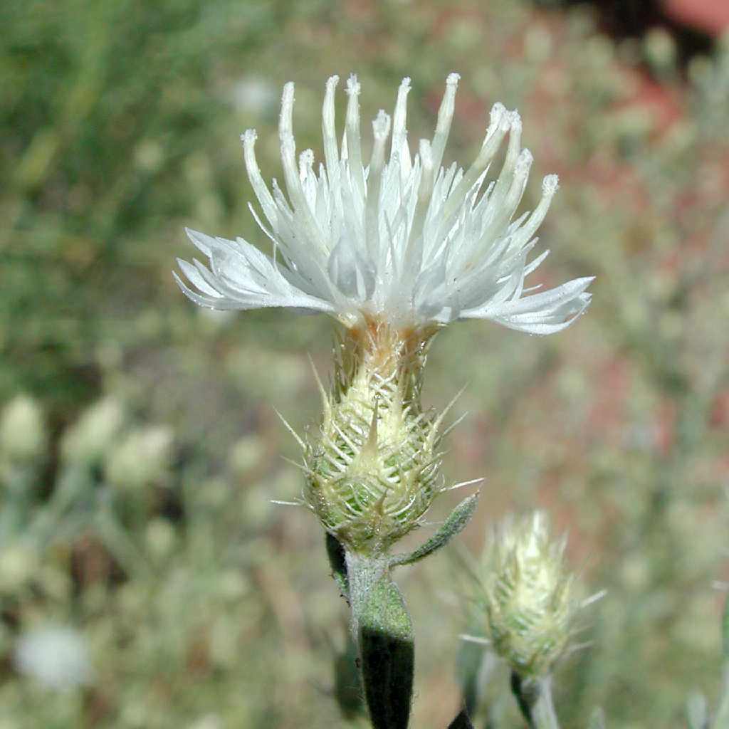 Diffuse knapweed