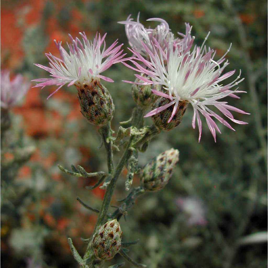 Spotted knapweed