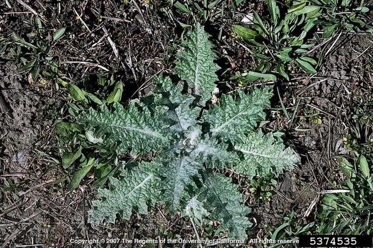 Scotch thistle 3 DiTomaso.jpg