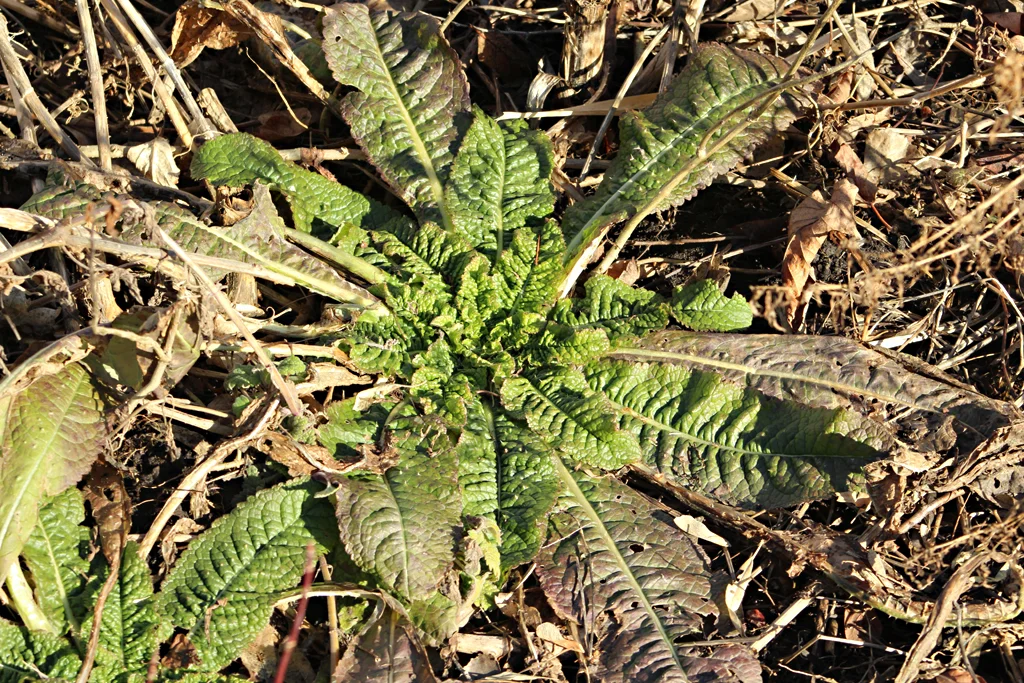 Teasel 4 Frates.jpg