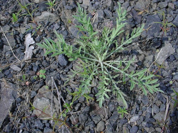 Diffuse knapweed basal rosette