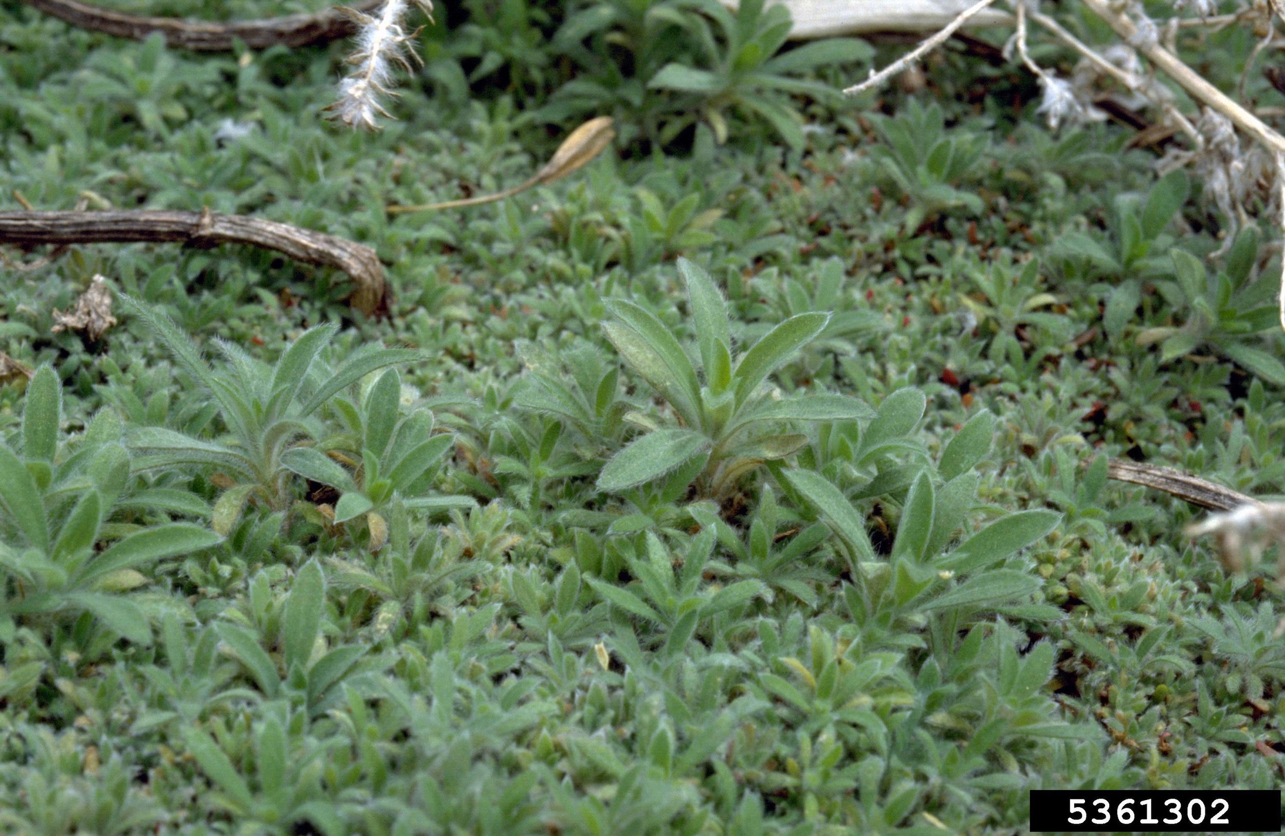 Kochia mat of seedlings