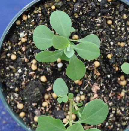 Leafy spurge seedling