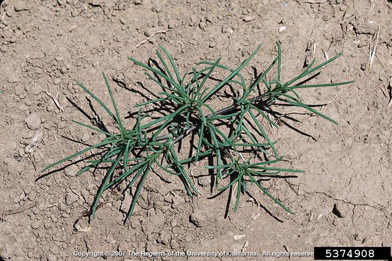 Russian thistle seedling