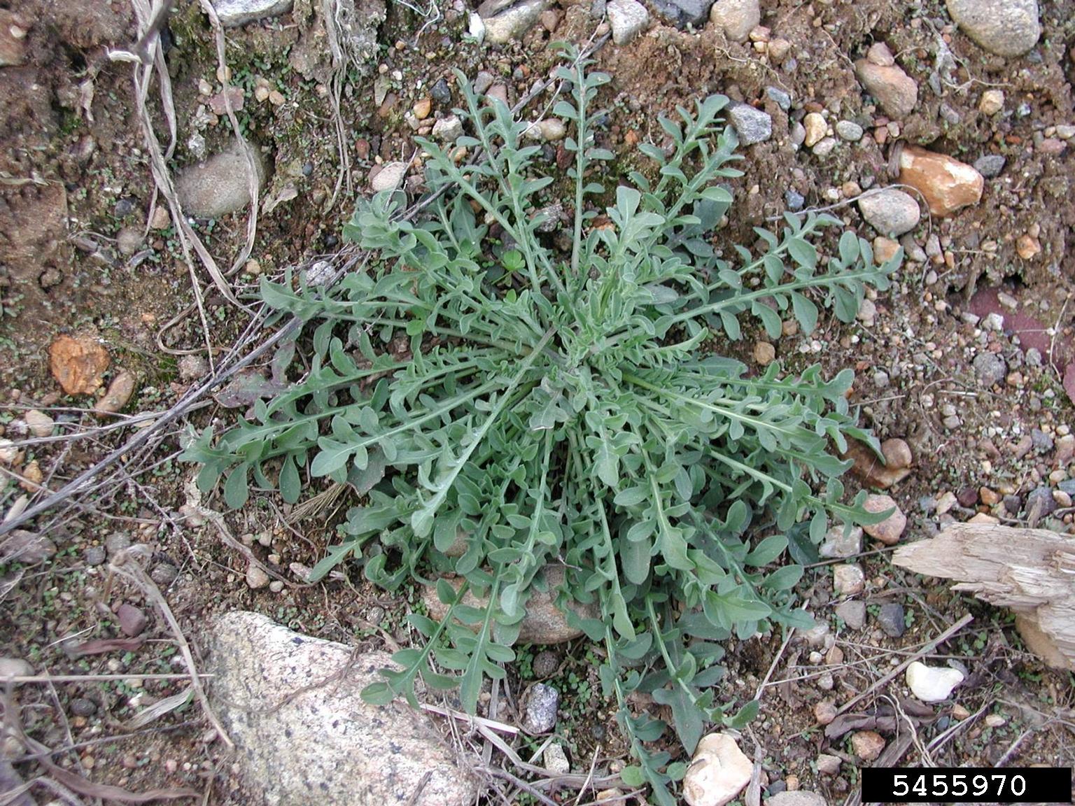 Spotted knapweed basal rosette